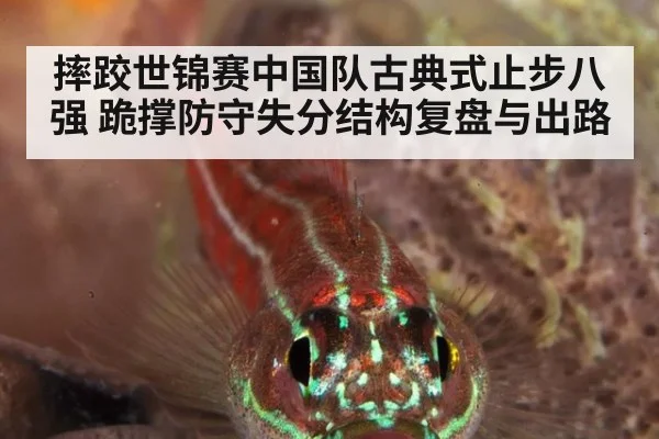 摔跤世锦赛中国队古典式止步八强 跪撑防守失分结构复盘与出路